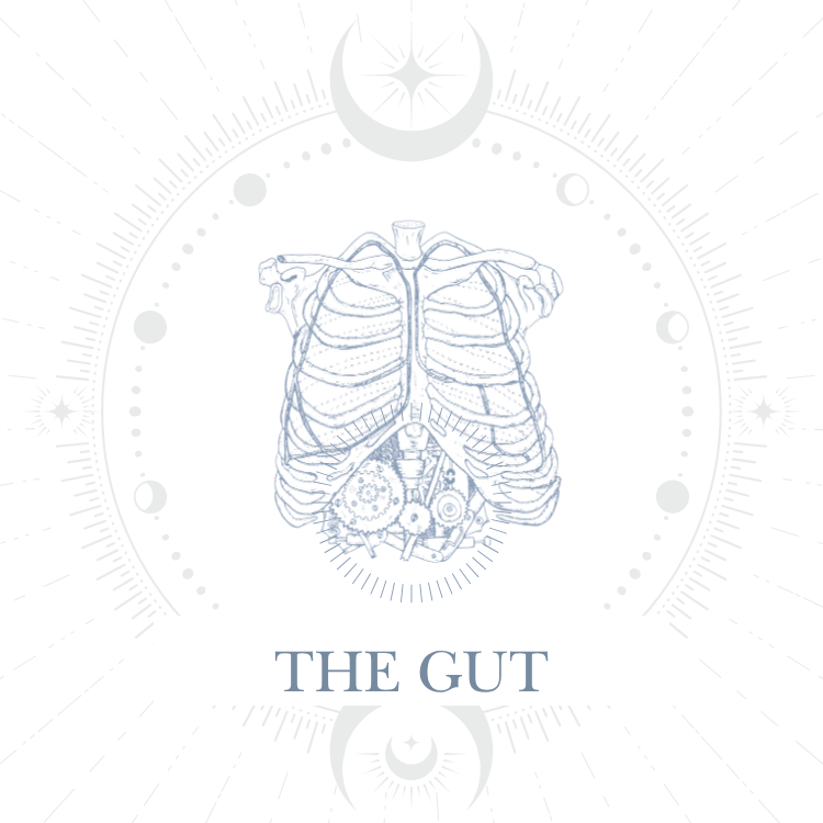 The Gut